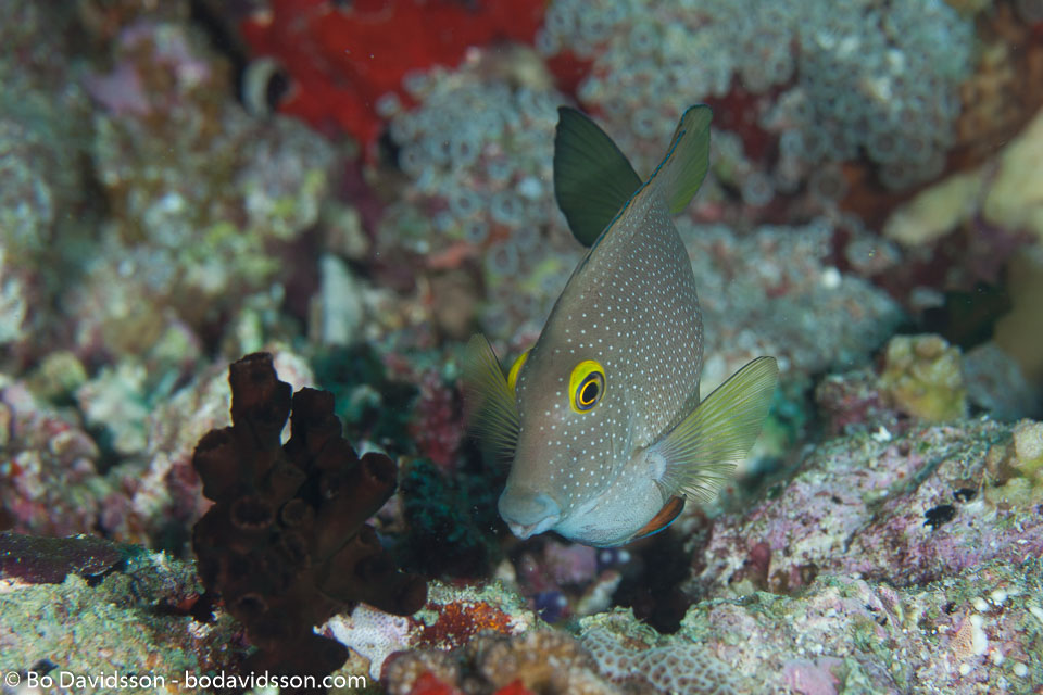 BD-130709-Maldives-9955-Acanthurus-tristis.-Randall.-1993-[Indian-Ocean-mimic-surgeonfishsurgeonfish].jpg